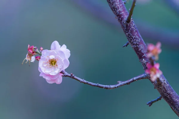 庭のピンク梅の花 — ストック写真