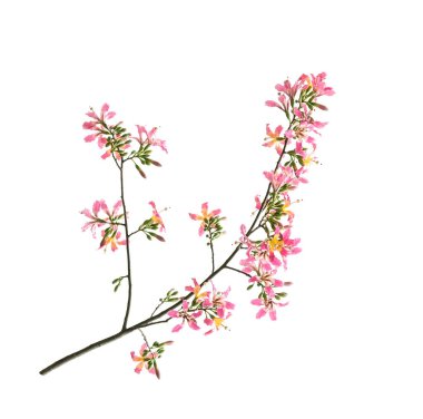 ipek diş ipi çiçeği beyaz arkaplanda izole edilmiş