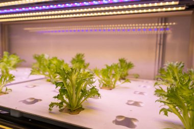 LED Light Indoor çiftliği ve tarım teknolojisi ile organik hidrofonik sebze yetiştiriliyor.