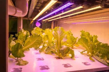 LED Light Indoor çiftliği ve tarım teknolojisi ile organik hidrofonik sebze yetiştiriliyor.