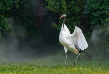 Yeşil çimenlikte kırmızı taçlı turna