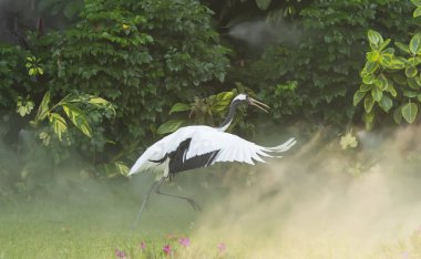 Yeşil çimenlikte kırmızı taçlı turna