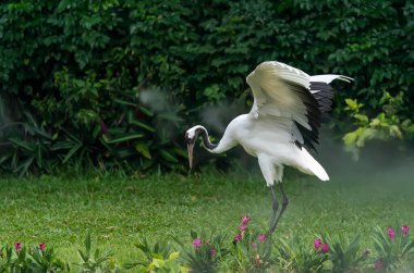 Yeşil çimenlikte kırmızı taçlı turna
