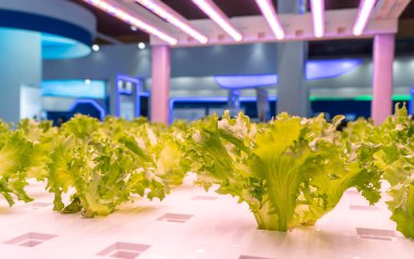 LED Light Indoor çiftliği ve tarım teknolojisi ile organik hidrofonik sebze yetiştiriliyor.