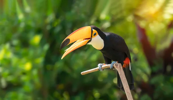 Toco Toucan Στο Αποθεματικό Των Εξωτικών Τροπικών Πτηνών — Φωτογραφία Αρχείου