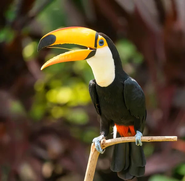 Egzotik Tropikal Kuşların Yedeklerinde Toko Tukan — Stok fotoğraf