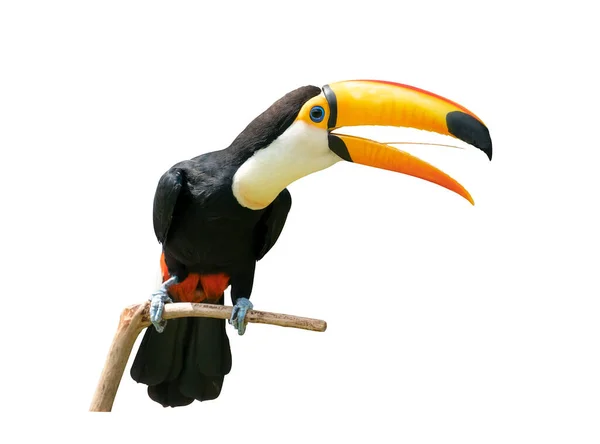 Toucan Madár Egy Fehér Elszigetelt Háttér — Stock Fotó