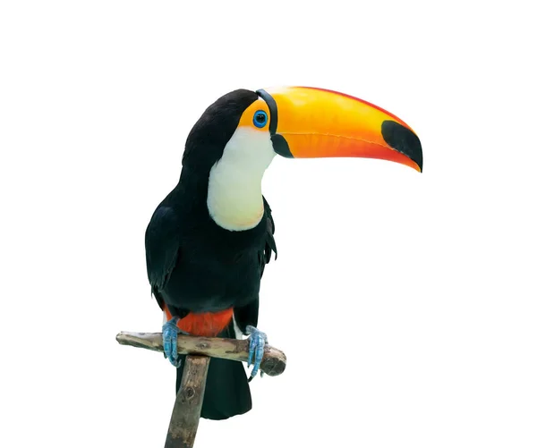 Toucan Bird Tree Branch White Isolated Background — Stock Photo, Image