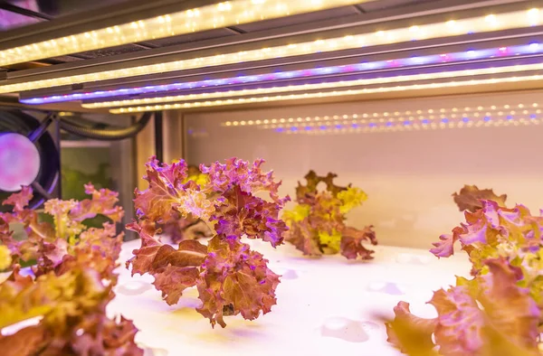 Hortalizas Hidropónicas Orgánicas Crecen Con Luz Led Granja Interior Tecnología — Foto de Stock