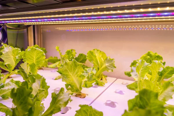 Biologische Hydrocultuur Groente Groeien Met Led Licht Indoor Boerderij Landbouw — Stockfoto