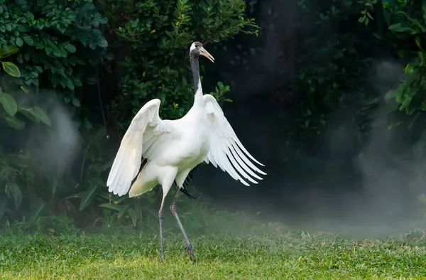Red Crowned Crane Green Grass — Stock Photo, Image