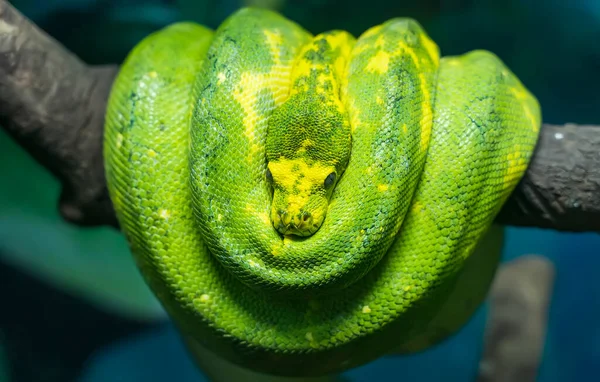 Python Vert Enroulé Autour Une Branche Arbre Morte — Photo