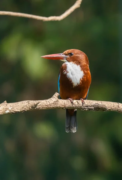 Красивая Коричневая Птица Белогорлая Halcyon Smyrnensis Kingfisher Halcyon Smyrnensis Пне — стоковое фото