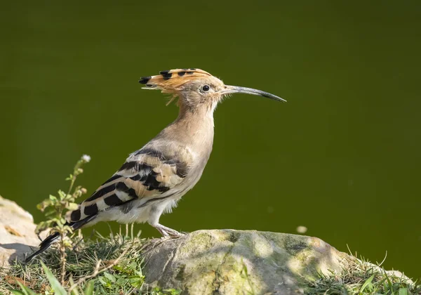 Eurasian Hoopoe Nebo Upupa Epop Krásný Hnědý Pták Sedí Skále — Stock fotografie