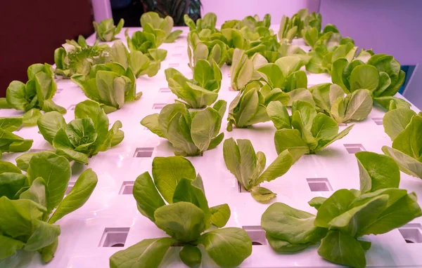 Légumes Hydroponiques Biologiques Poussent Avec Led Light Ferme Intérieure Technologie — Photo