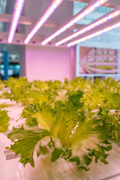 Organiczne Warzywa Hydroponiczne Rosną Led Light Indoor Farm Rolnictwo Technologia — Zdjęcie stockowe