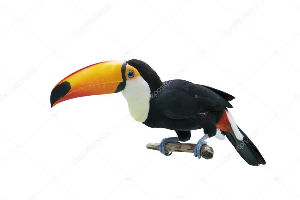 Toucan bird in a tree branch on white isolated background