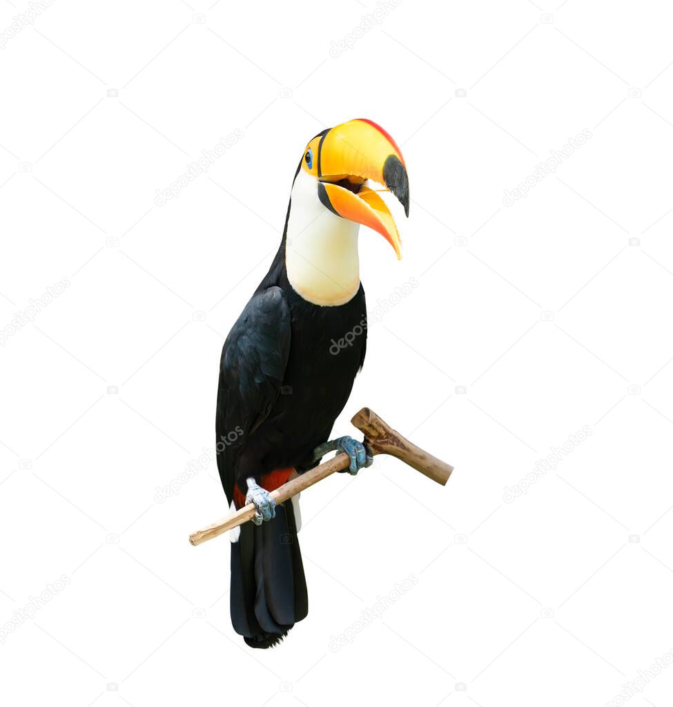 Toucan bird in a tree branch on white isolated background