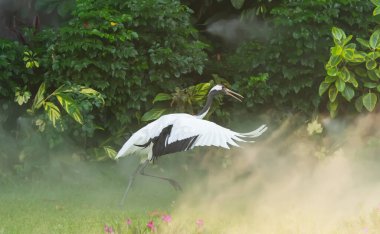 Yeşil çimenlikte kırmızı taçlı turna