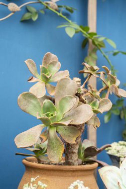 Doğal arka plan Kaktüs sulu bitkisi