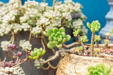 Doğal arka plan Kaktüs sulu bitkisi