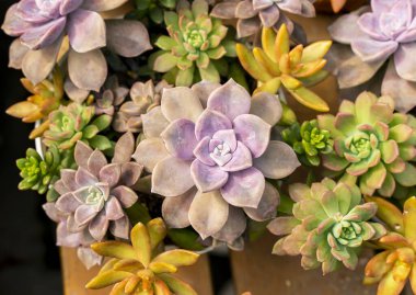 Doğal arka plan Kaktüs sulu bitkisi