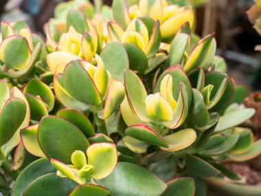 Doğal arka plan Kaktüs sulu bitkisi