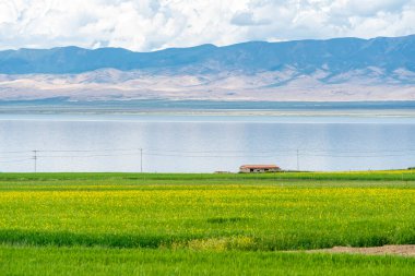 Qinghai Gölü 'ndeki güzel manzara: Cole Çiçeği ve Çiftlik Evi