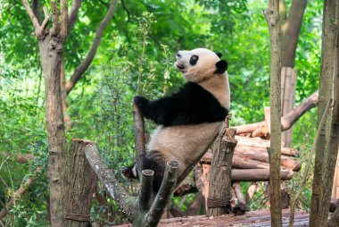 Ağacın üzerindeki dev panda..