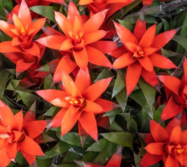 Bahçedeki kırmızı Bromeliad çiçeğini kapat.