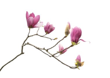 Büyük Akbalıkçıl ve mavi arka plan