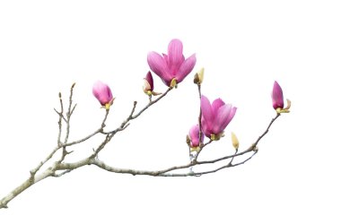 Büyük Akbalıkçıl ve mavi arka plan