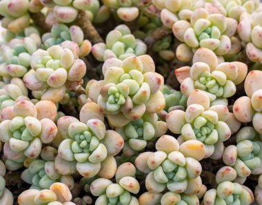 Doğal arka plan Kaktüs sulu bitkisi