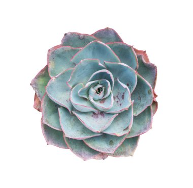 Minyatür sulu bitkiler (sulu kaktüsler) beyaz üzerine izole edilmiş.