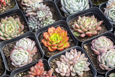 Bahçedeki minyatür sulu bitkiler (sulu kaktüsler)