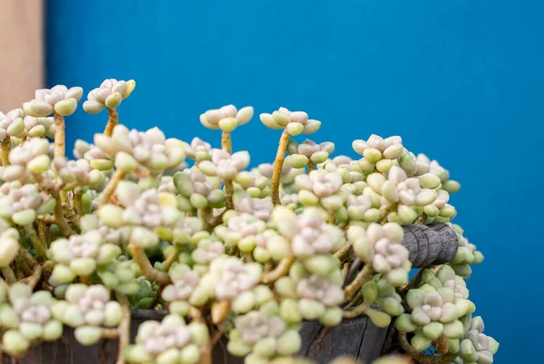 Fundo Natural Planta Suculenta Cacto — Fotografia de Stock