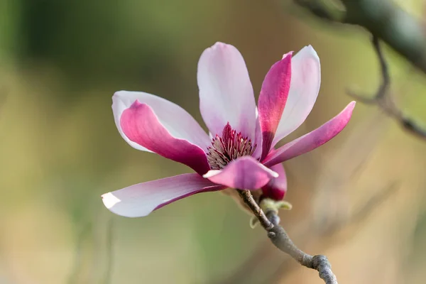 Roze Magnolia Bloem Tuin — Stockfoto