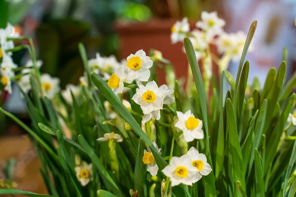 Narcissus Blooming Chinese New Year — Stock Photo, Image