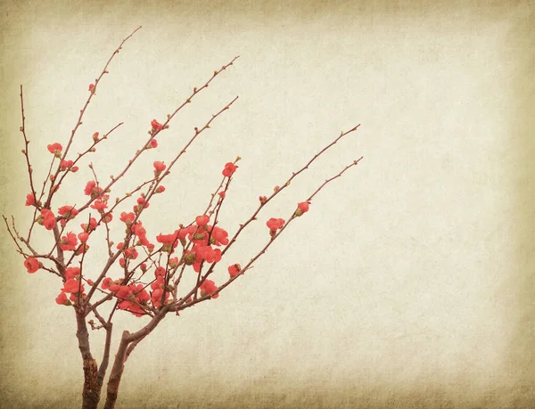 ดอกไม แดง Malus Spectabilis ดอกไม บนกระดาษเก — ภาพถ่ายสต็อก