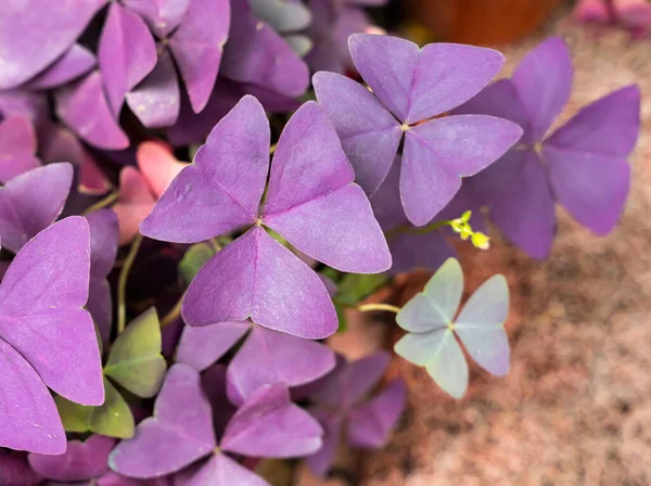 Purple Shamrock Garden — Stock Photo, Image