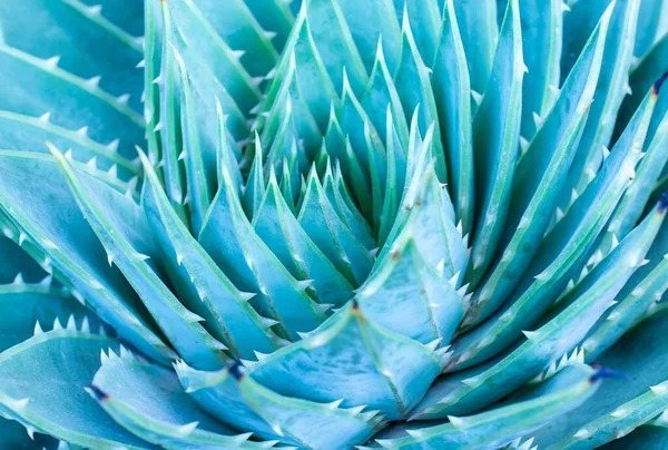 Close Spiral Aloe Cacti Leaves — Stock Photo, Image