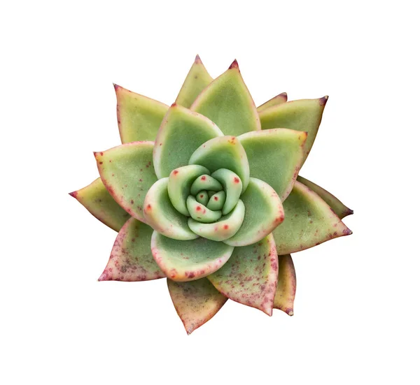 Dvärgsuckulenta Växter Saftiga Kaktusar Isolerade Vit — Stockfoto