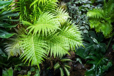 Ormanda yetişen güzel eğreltiotlarına yakın.
