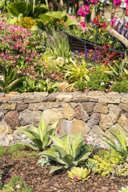 bahçedeki agave yaprakları