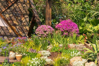 Bahçede Bougainvillea veya bougainvillea