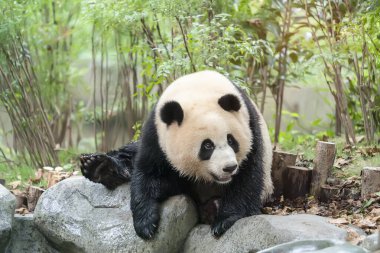 Panda doğayla iç içe. Vahşi Hayvanlar
