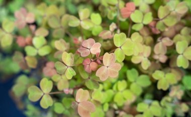 yonca tarlasında üç yonca yaprağı