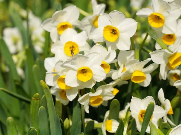 Arcissus Blooming Chinese New Year — Stock Photo, Image