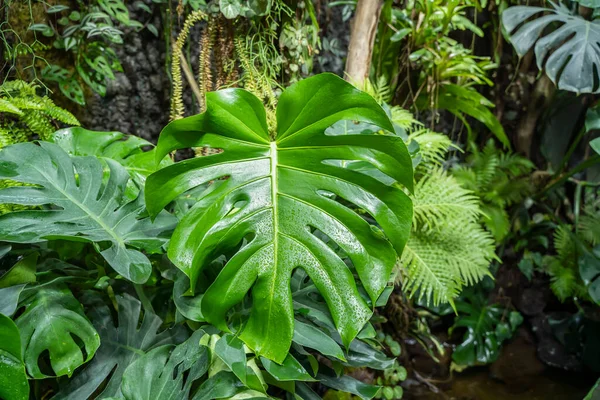Trópusi Növények Háttere Zöld Levelek Monstera Növény Levél Textúra — Stock Fotó