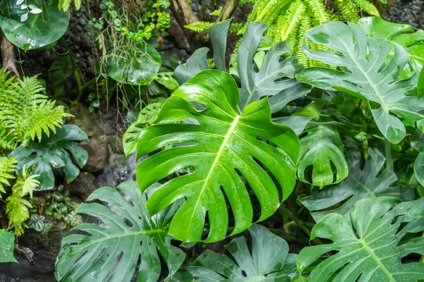 Trópusi Növények Háttere Zöld Levelek Monstera Növény Levél Textúra — Stock Fotó
